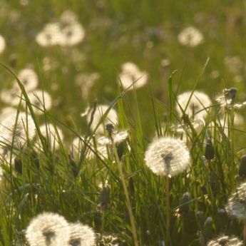 pusteblumen2