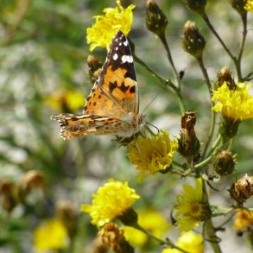 schmetterling3 - Kopie