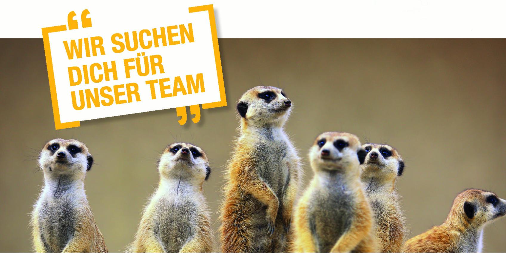 PK_Mainz_Erdmnnchen_n