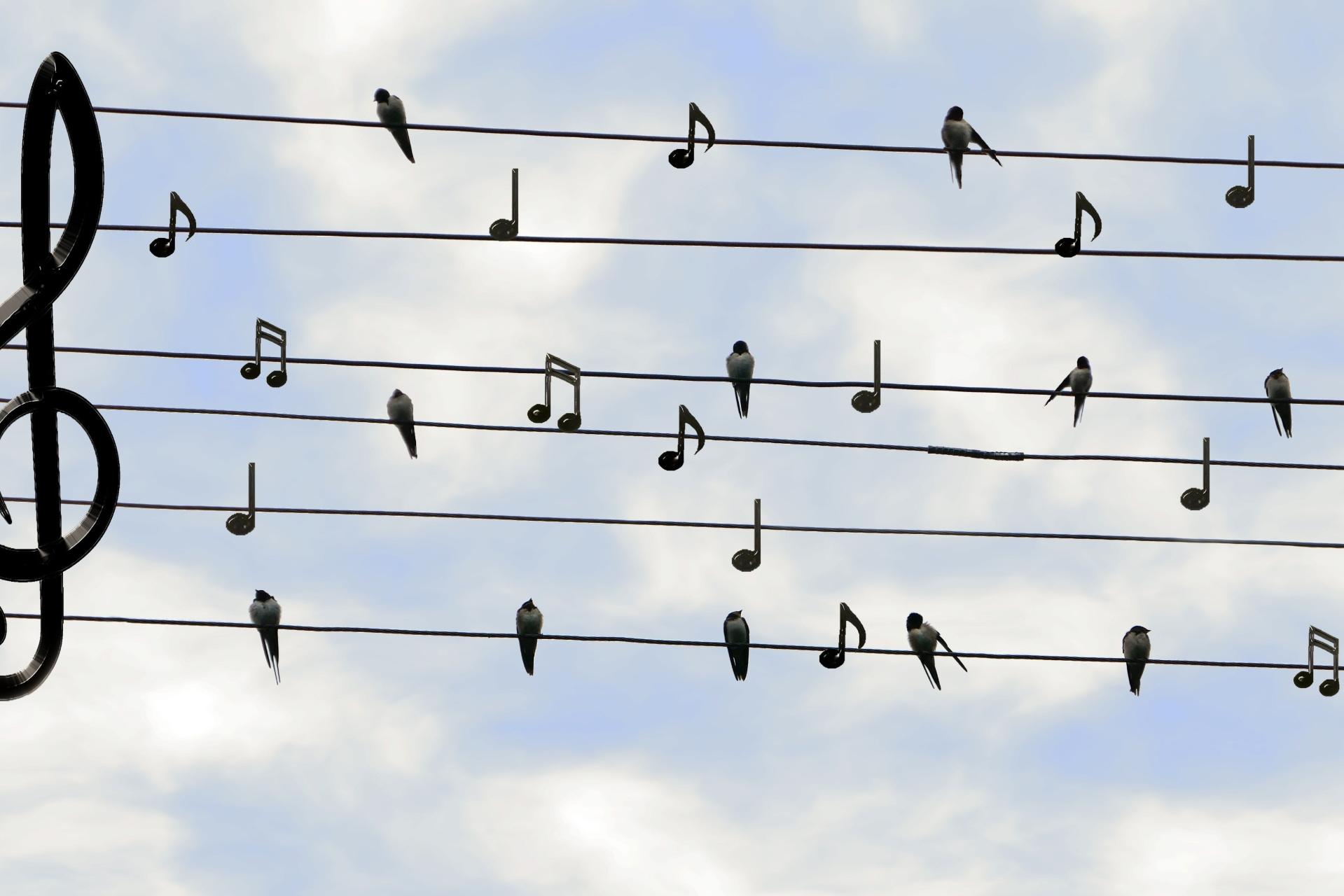 Auszeit-Singen=dieter_g-birds-2672101