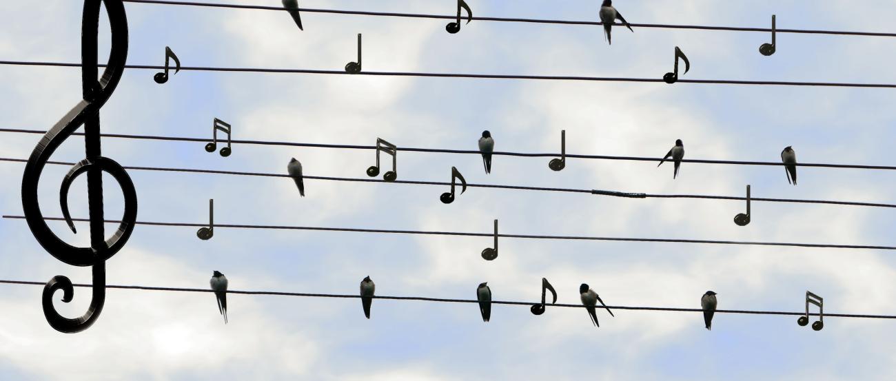 Auszeit-Singen=dieter_g-birds-2672101