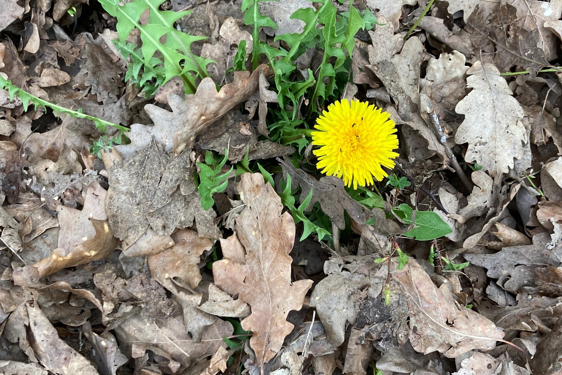 Löwenzahn im Laub - Frühling