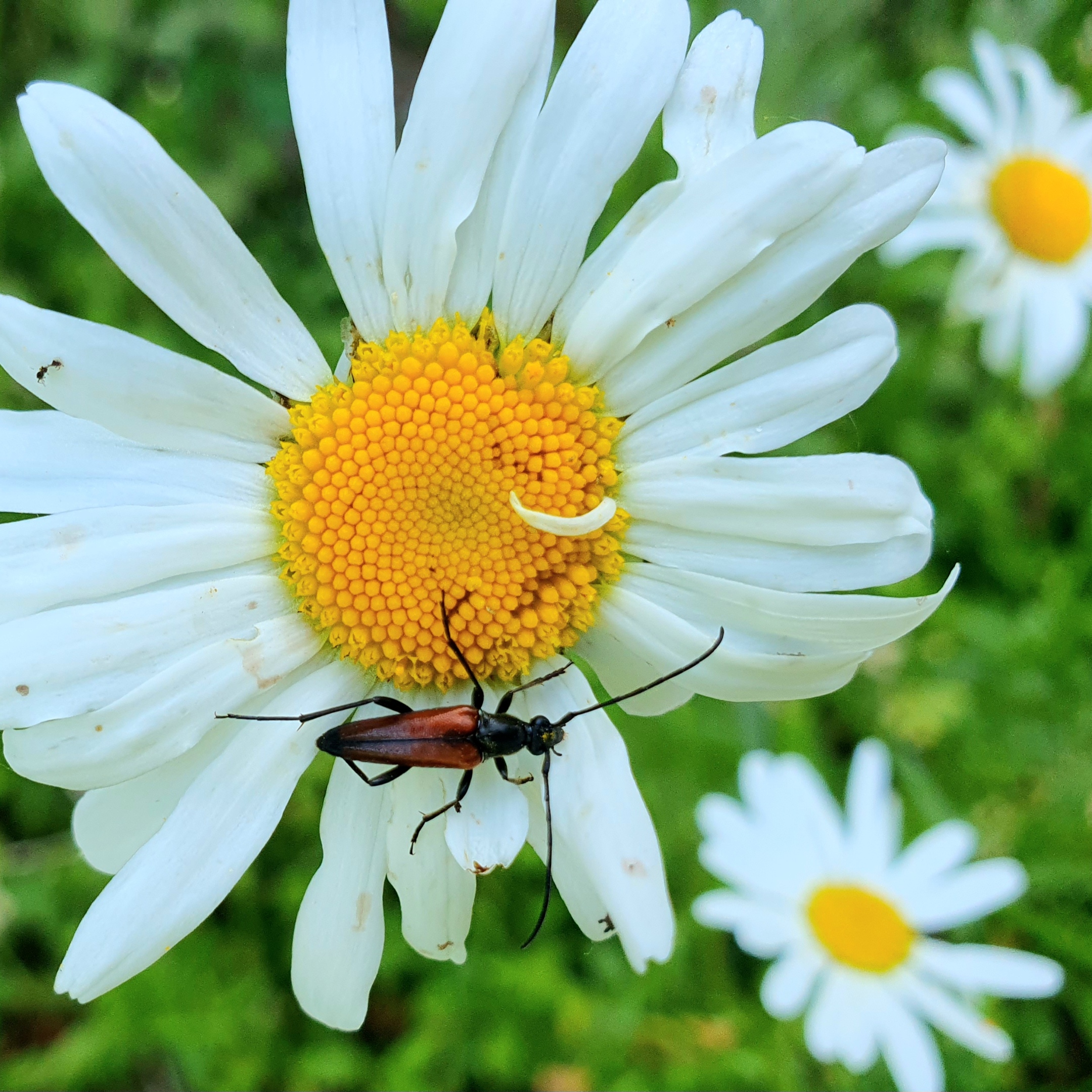 Sommergruß