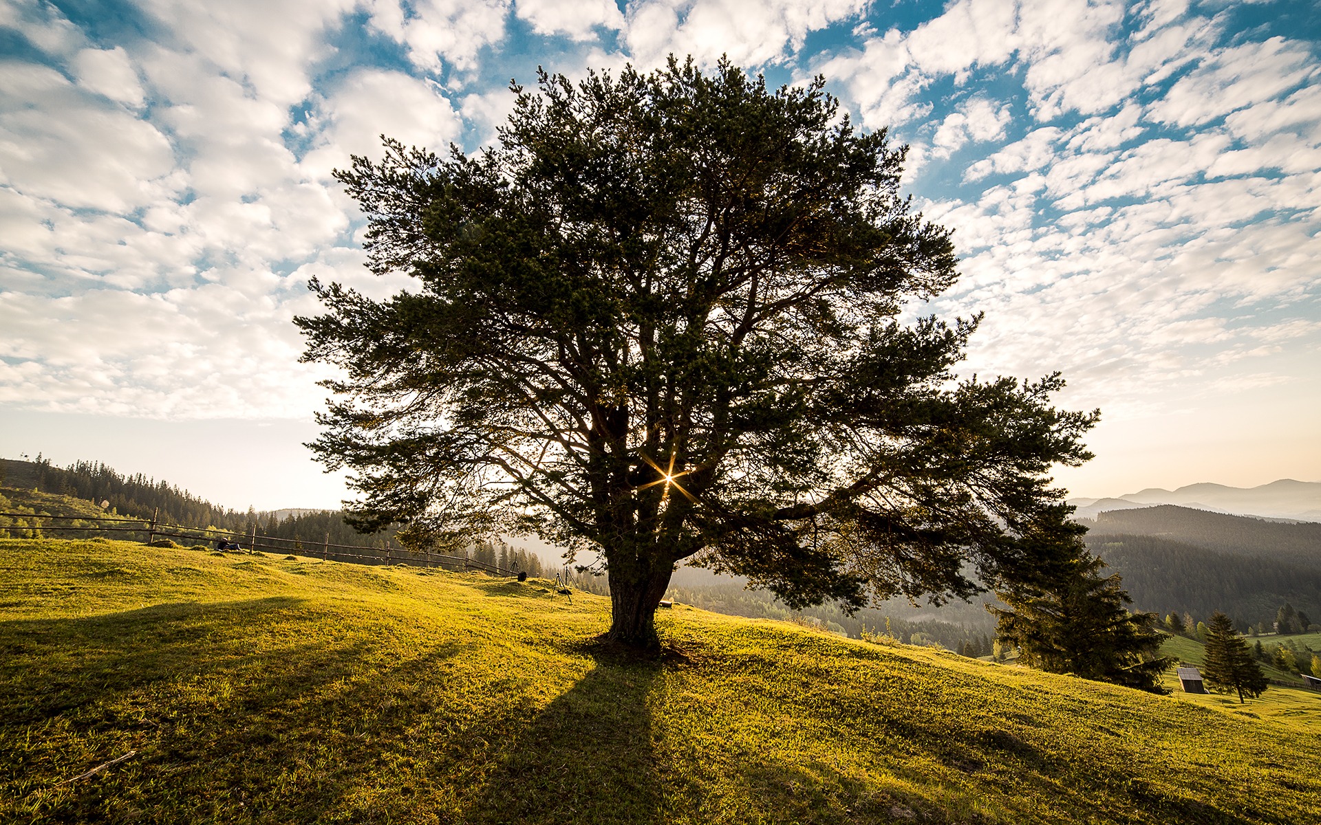 tree-dawn-nature-bucovina-56875 (c) EBH