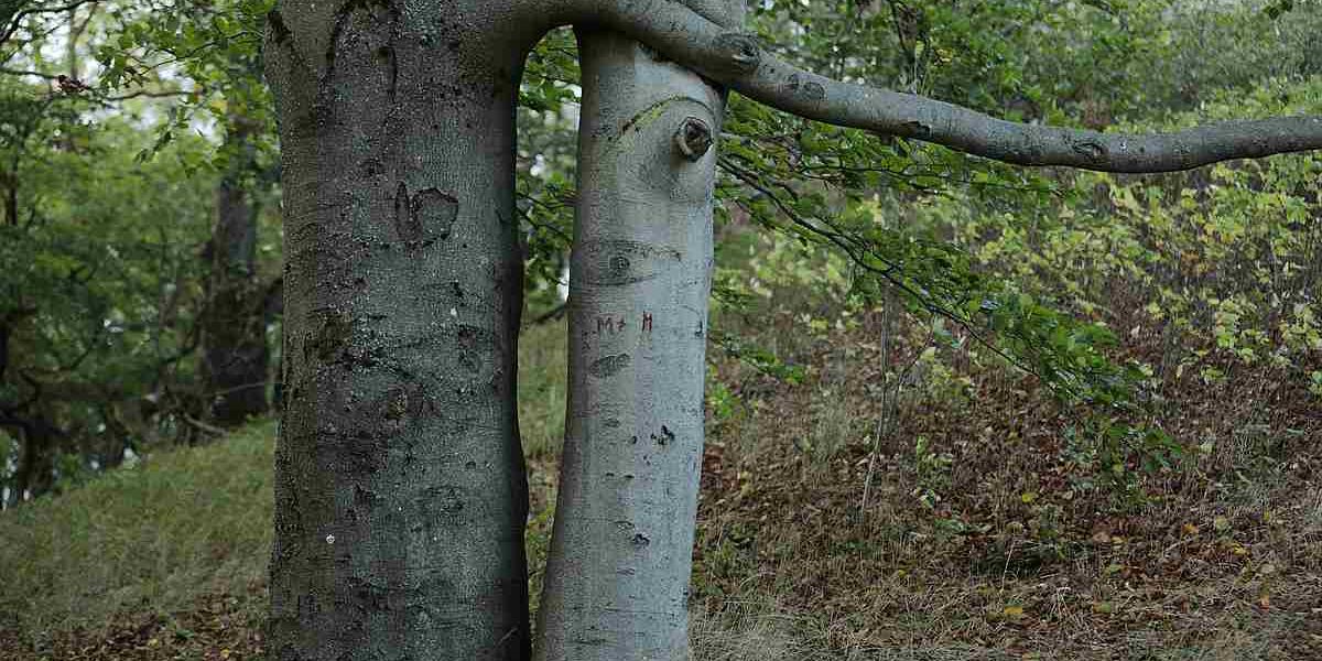 Bäume (c) Bert Herden, Wincherode