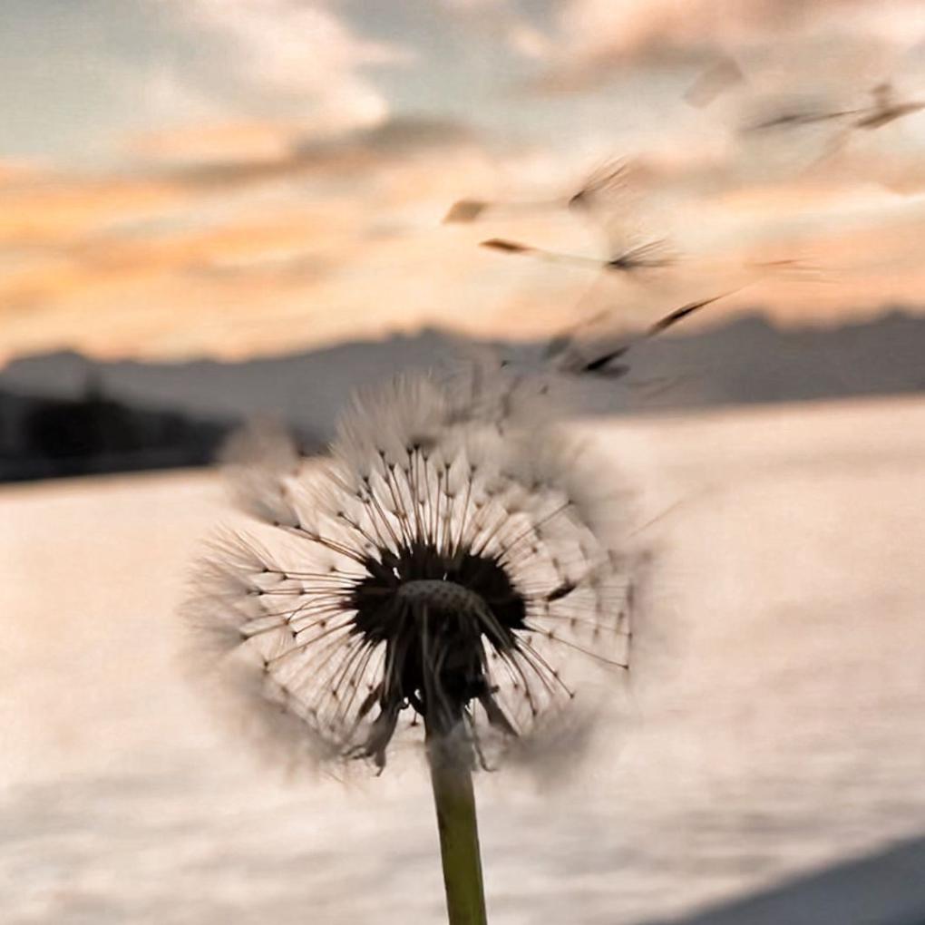 Holedulidu_pixabay_canva