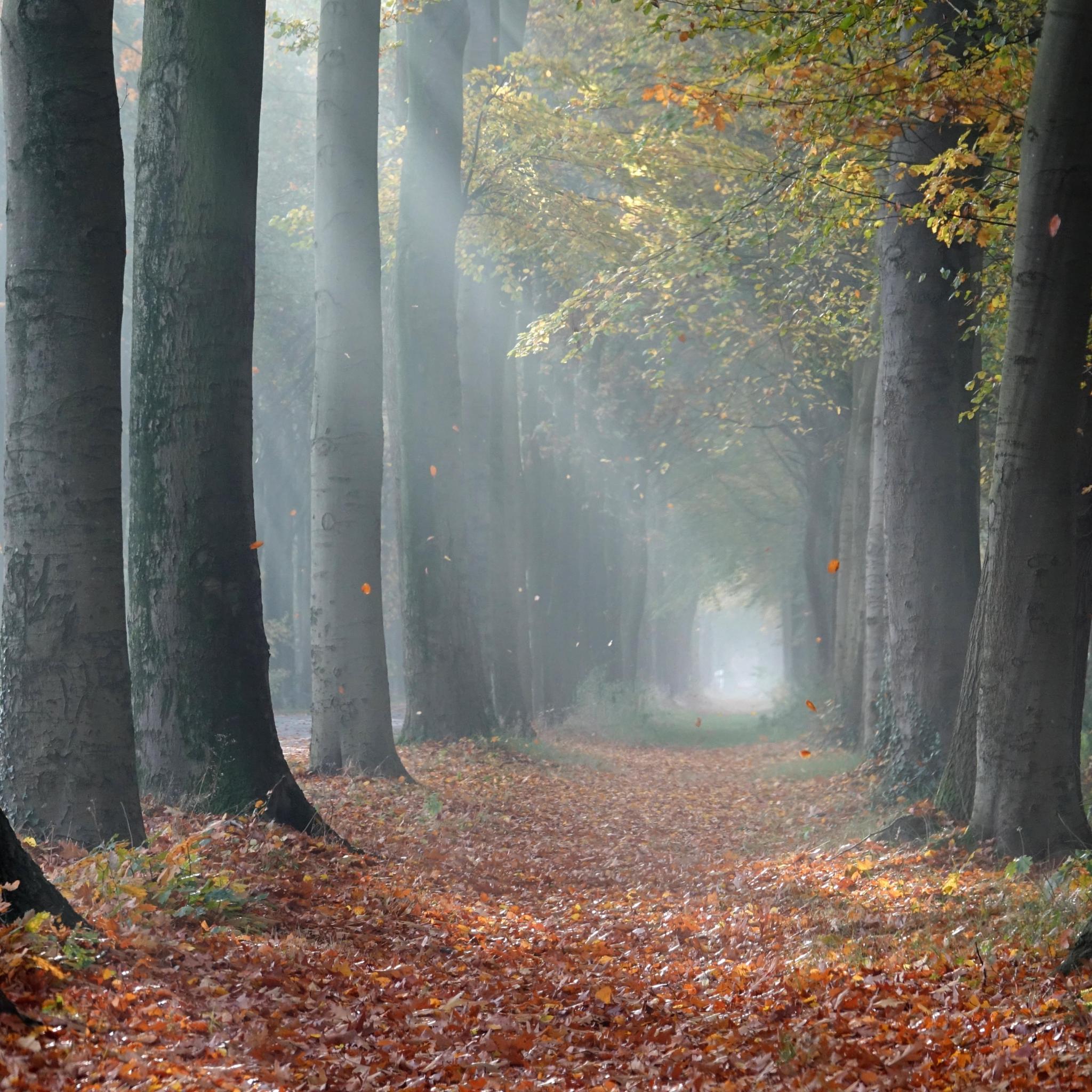 trees-4313021_by_abeijeman_pixabay_pfarrbriefservice