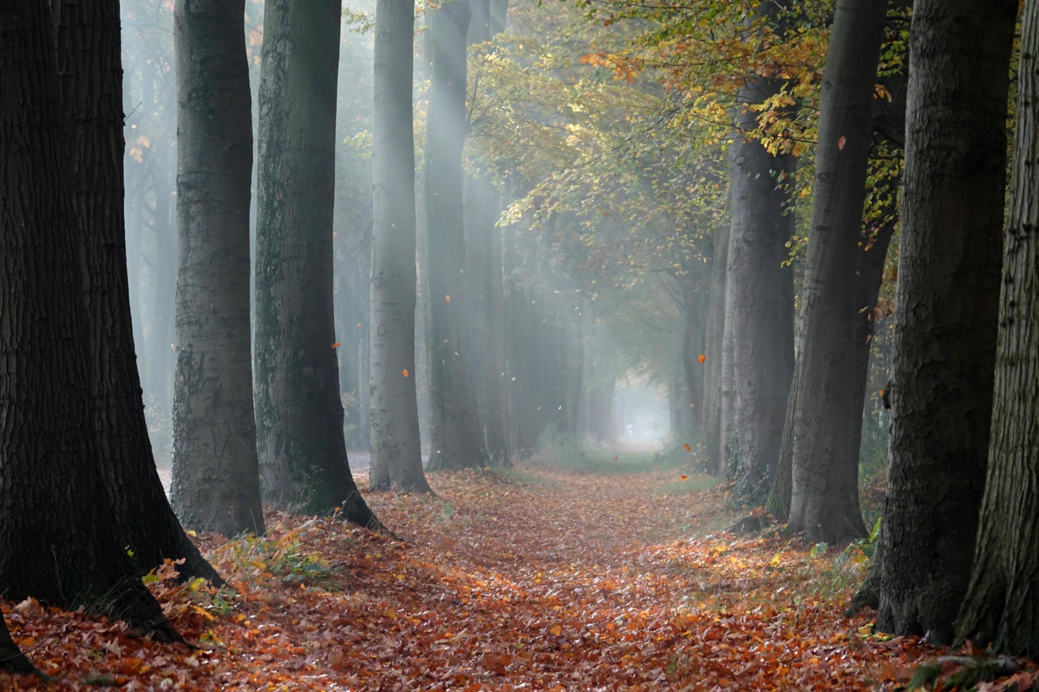 trees-4313021_by_abeijeman_pixabay_pfarrbriefservice