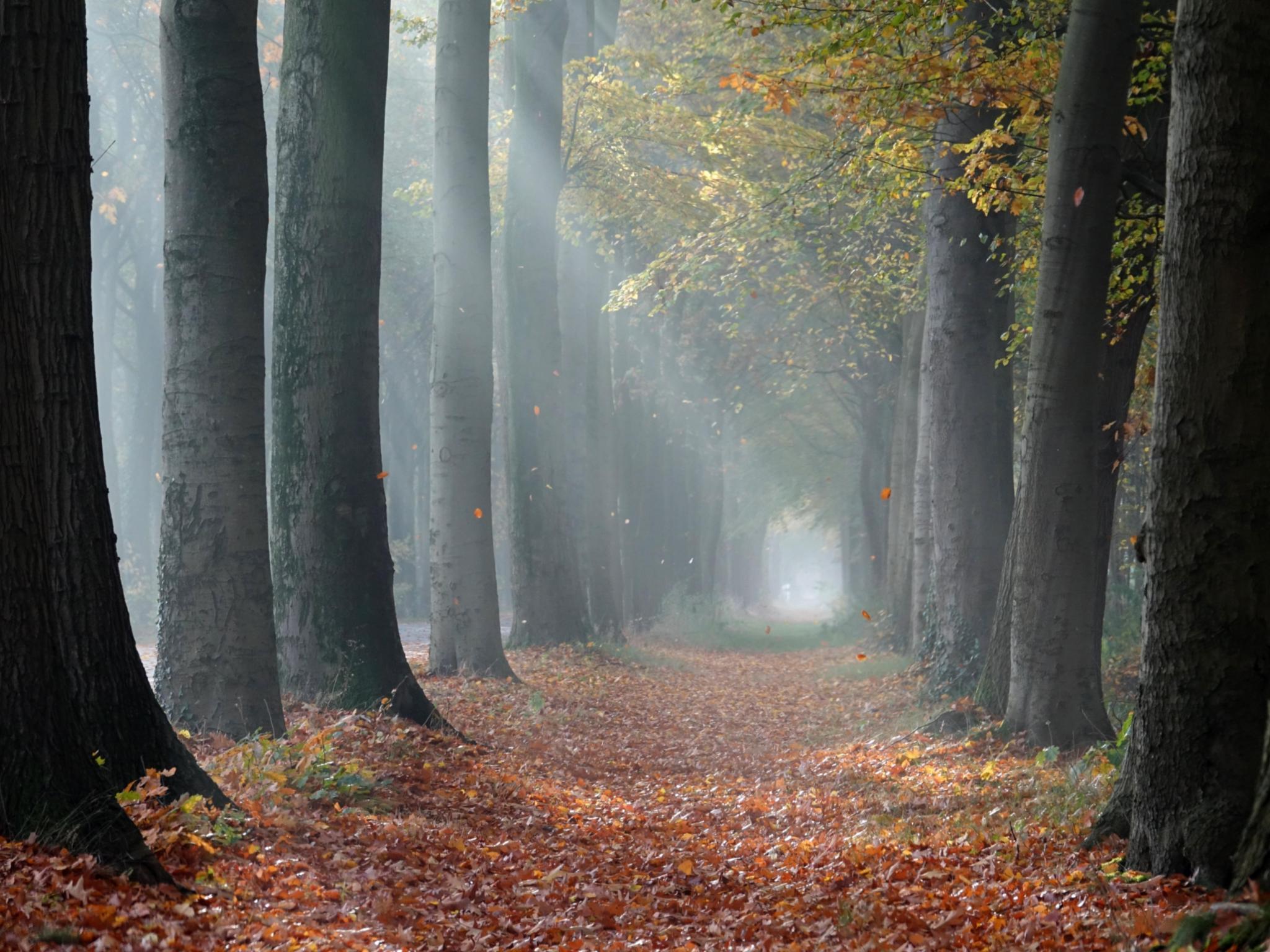 trees-4313021_by_abeijeman_pixabay_pfarrbriefservice