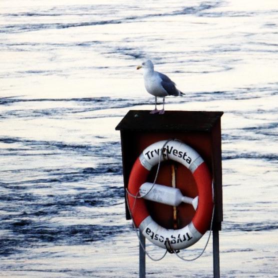 Bild Resilienz 2025-2026