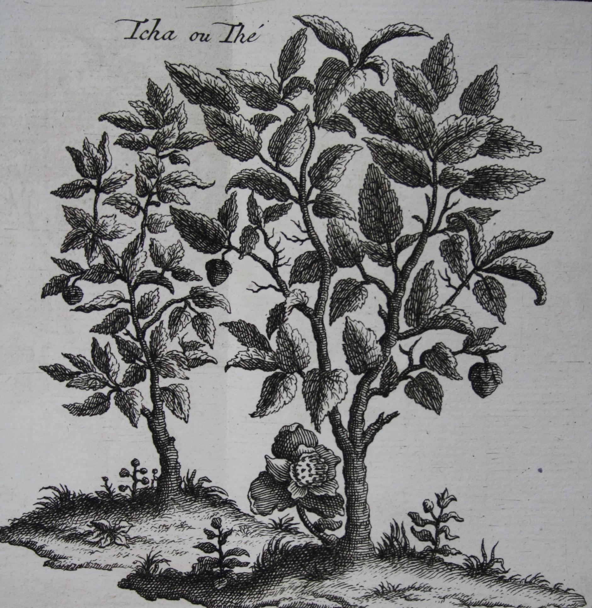 Teepflanze, wie sie von Fortune aus China nach Indien gebracht wurde - Jean-Baptiste Du Halde, Description de l'Empire de la Chine, Band 2, A La Haye 1736 (Martinus-Bibliothek Mainz, 13/1070) (c) Martinus-Bibliothek
