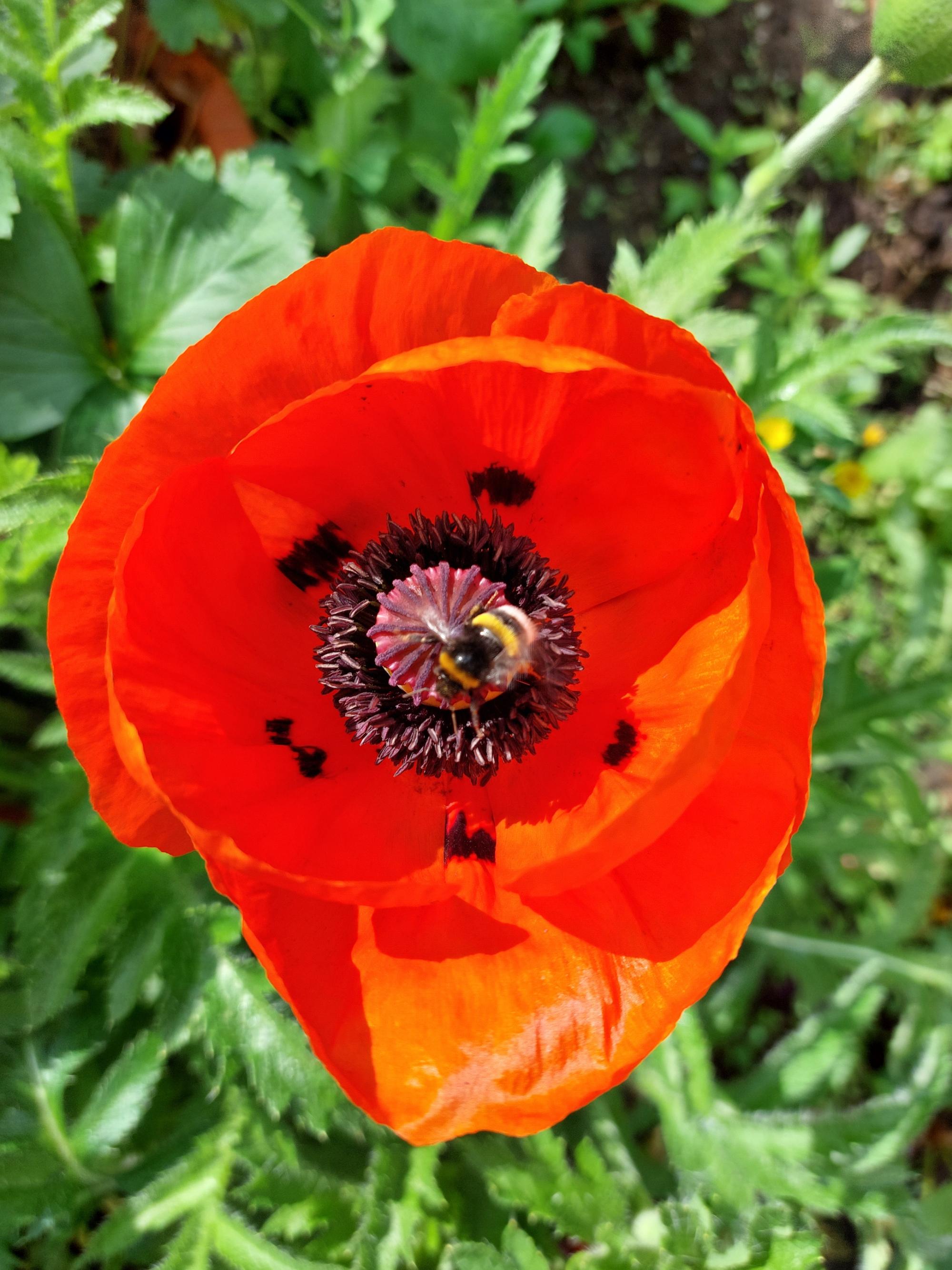 Orientalischer Mohn