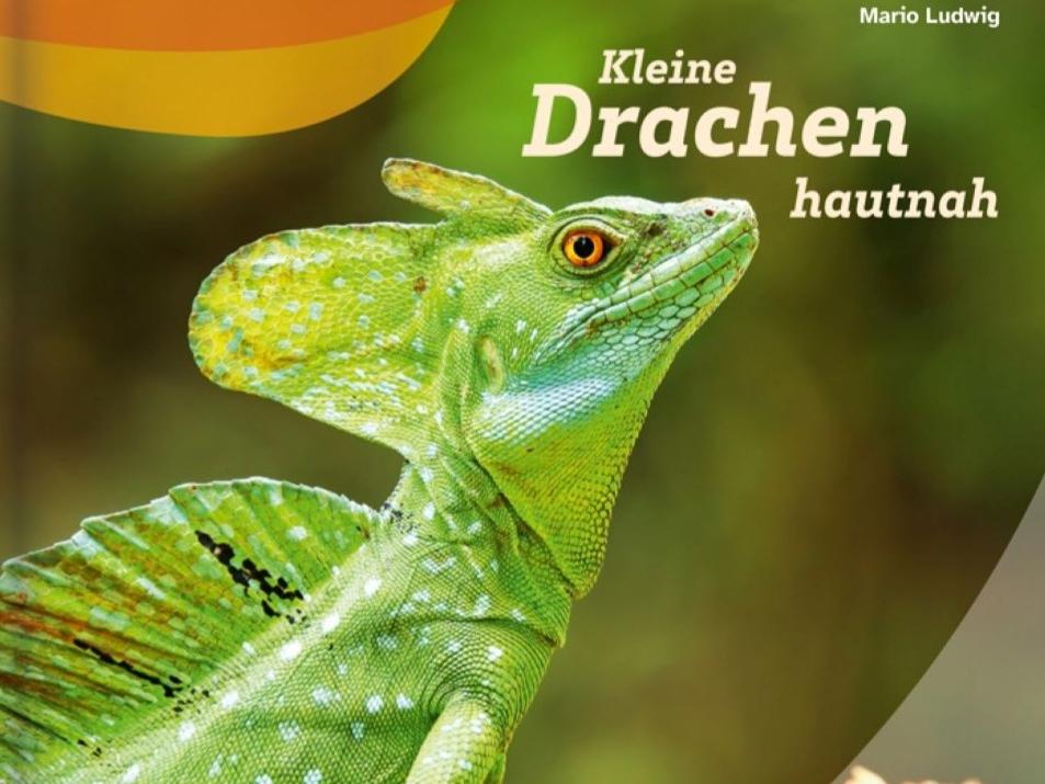 Coverbild mit Echse