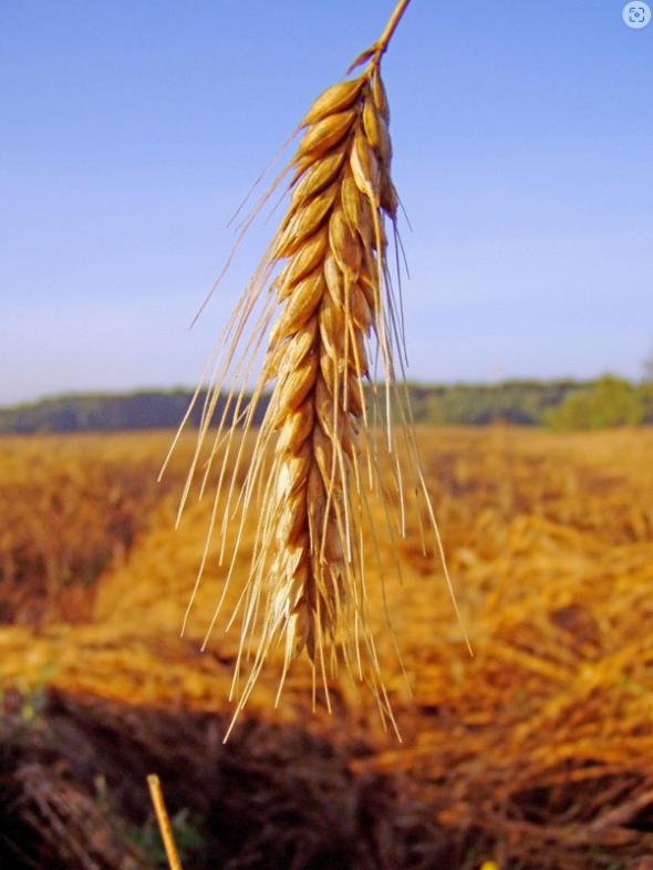 Ähren - für unser tägliches Brot (c) Bild: Christiane Raabe In: Pfarrbriefservice.de