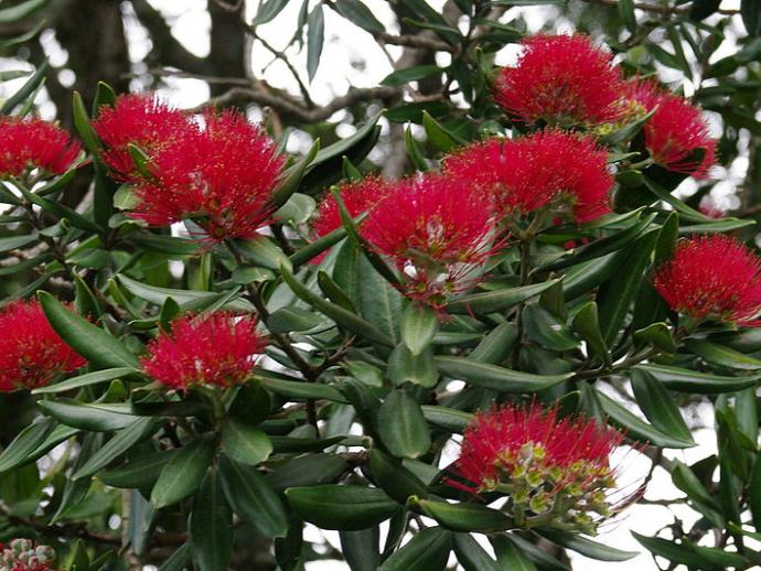 Pohutukawa