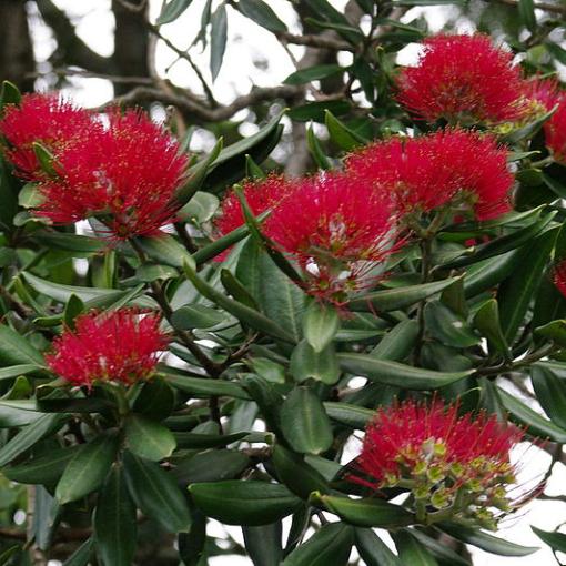 Pohutukawa