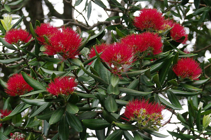 Blüten des Pohutukawa, neuseeländischer Weihnachtsbaum (c) Bgabel at wikivoyage (Ersteller: Bgabel at wikivoyage)