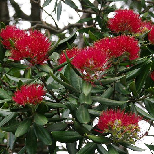 Blüten des Pohutukawa, neuseeländischer Weihnachtsbaum