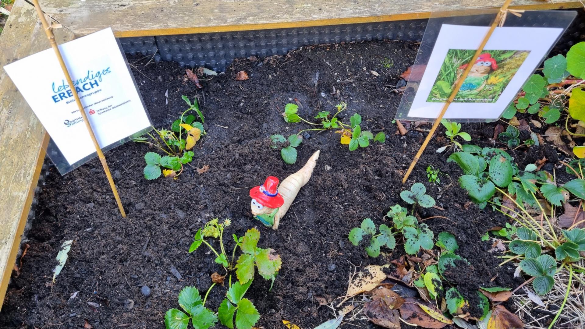 Wurmeli und die Erdbeeren im Hochbeet beim Naturkindergarten Nimmersatt (c) Lebendiges Erbach