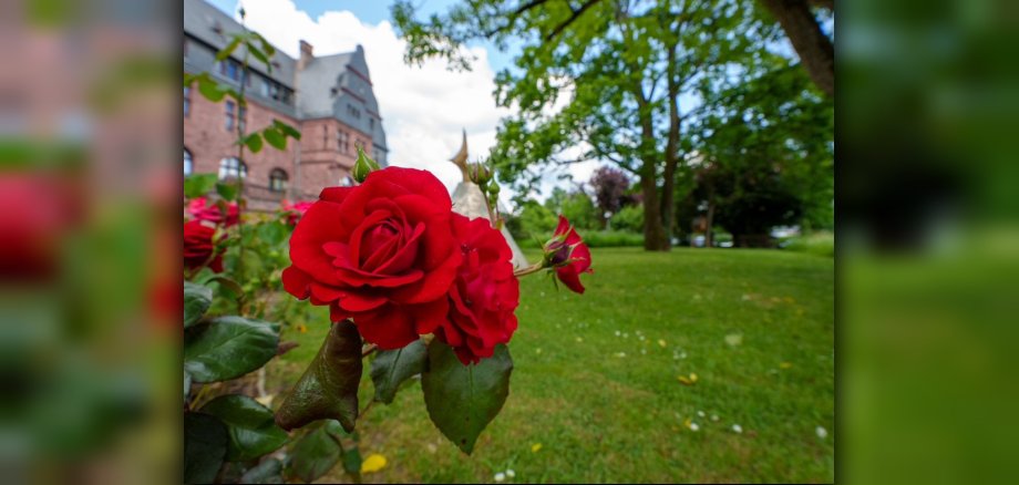 Das Gewinnerbild des Fotowettbewerbs zu „Erbachs schönste grüne Ecken“ zeigt Rosen vor dem Landratsamt (Bild: Brigitte Götz). (c) Brigitte Renate Götz