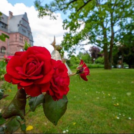Das Gewinnerbild des Fotowettbewerbs zu „Erbachs schönste grüne Ecken“ zeigt Rosen vor dem Landratsamt (Bild: Brigitte Götz).