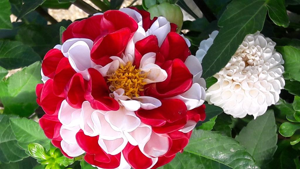 Blume rot weiß (c) Ursula Bittel