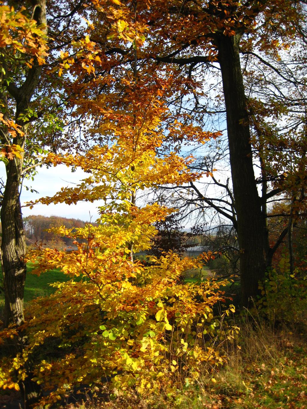 Herbst Wald (c) M.Schneider (Ersteller: M.Schneider)