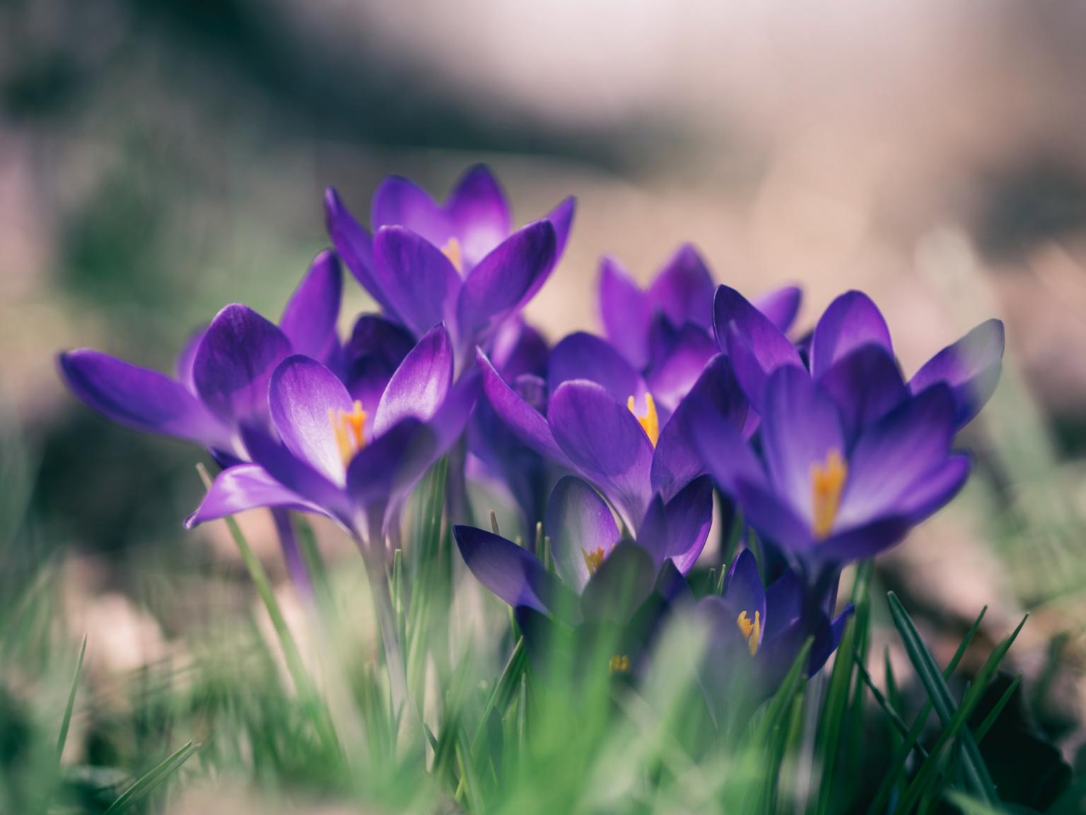 Krokusse kündigen den Frühling an (c) Foto von Aaron Burden auf Unsplash