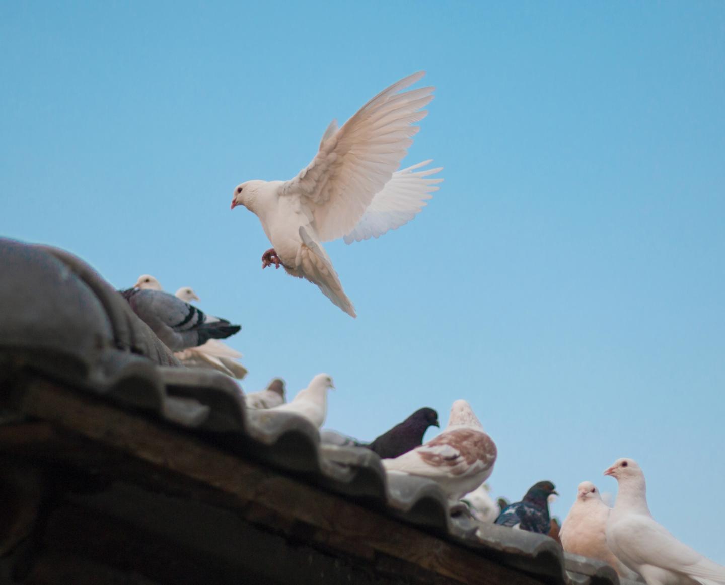 Tauben auf einem Dach (c) Foto von dadalan real auf Unsplash