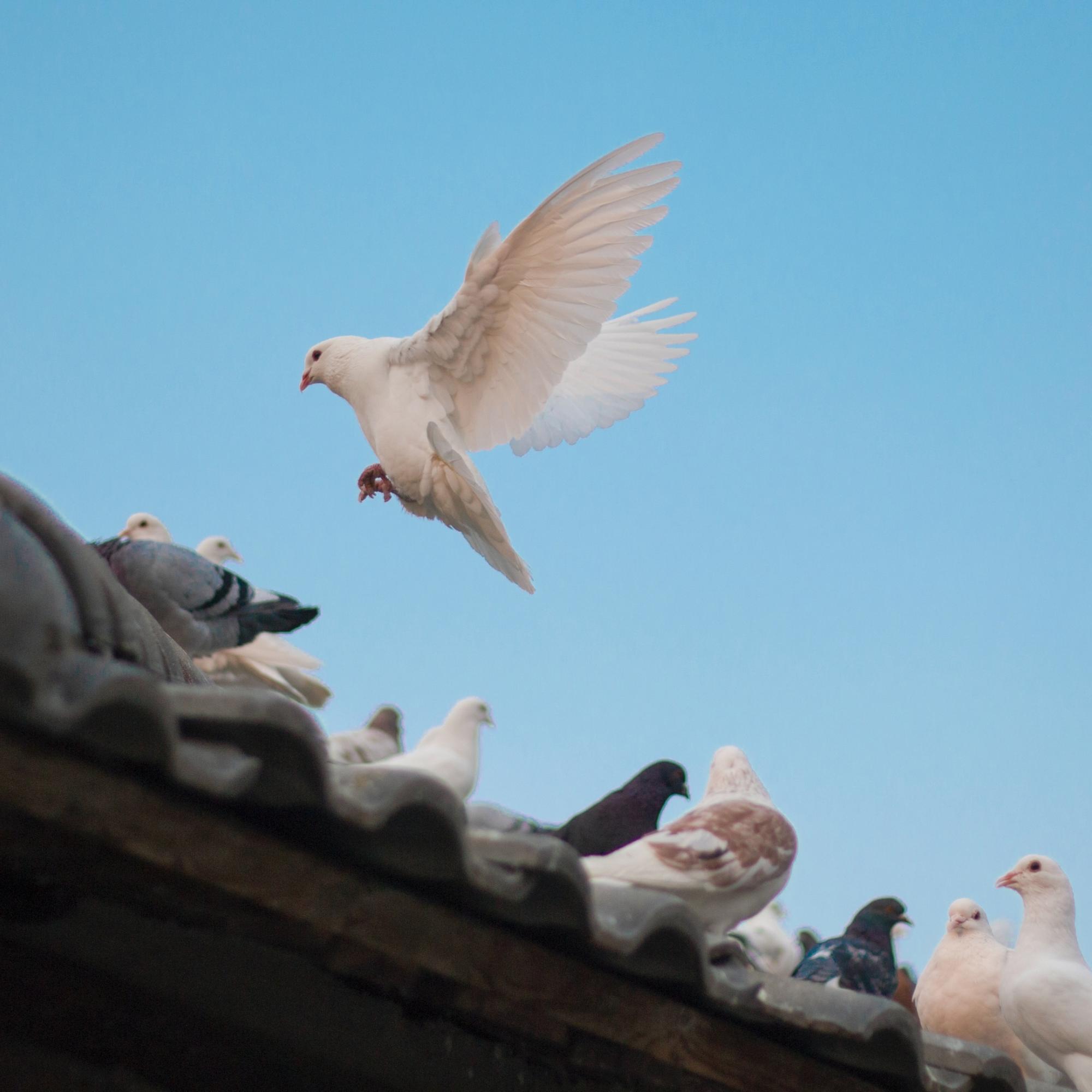 Tauben auf einem Dach