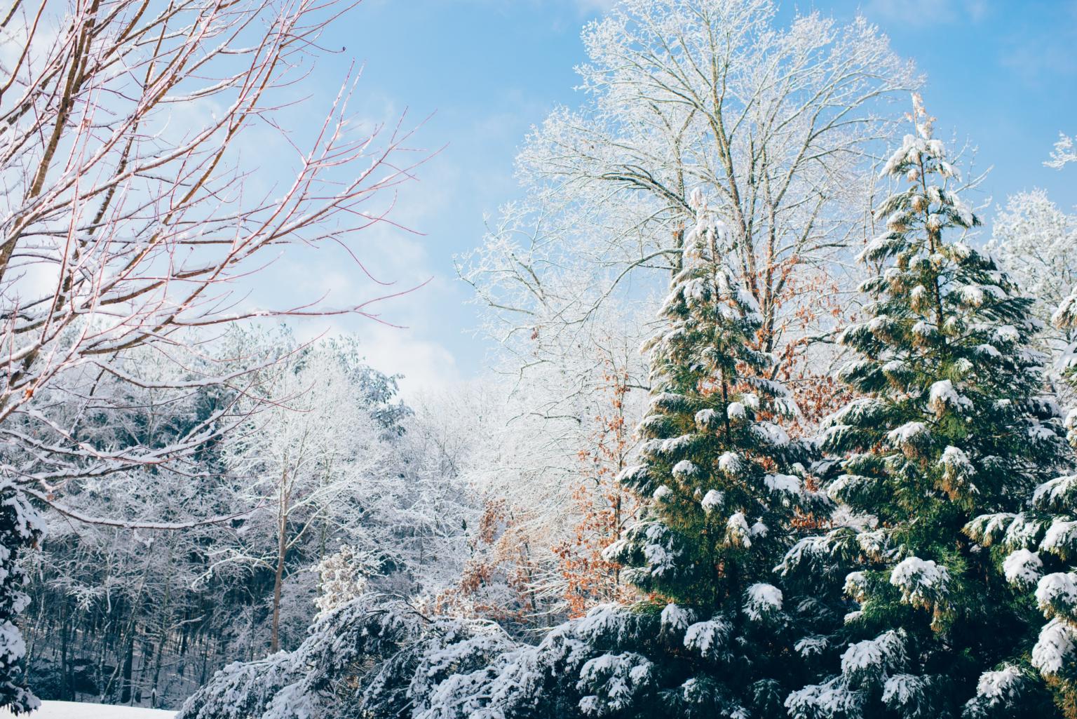 Winterlandschaft (c) Foto von Ian Schneider auf Unsplash