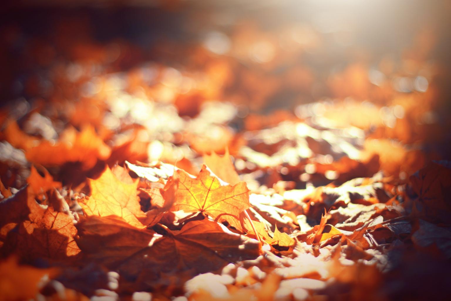 Sonnenstrahlen auf Herbstlaub (c) Foto von Timothy Eberly auf Unsplash