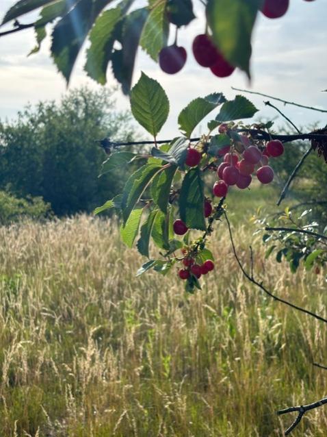 Kirschen in Finthen (c) J. Krolicki