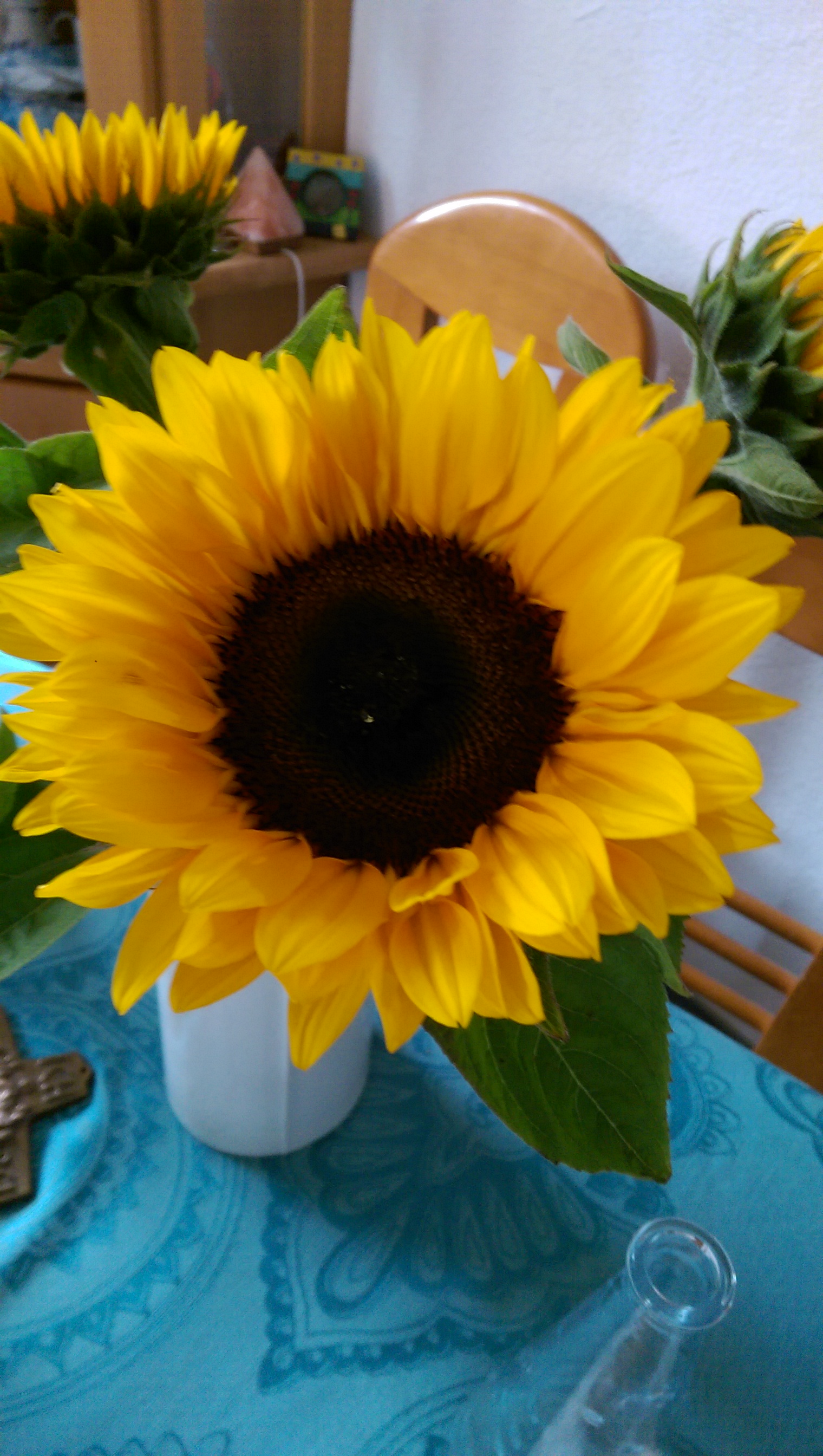 Sonnenblume (c) privat