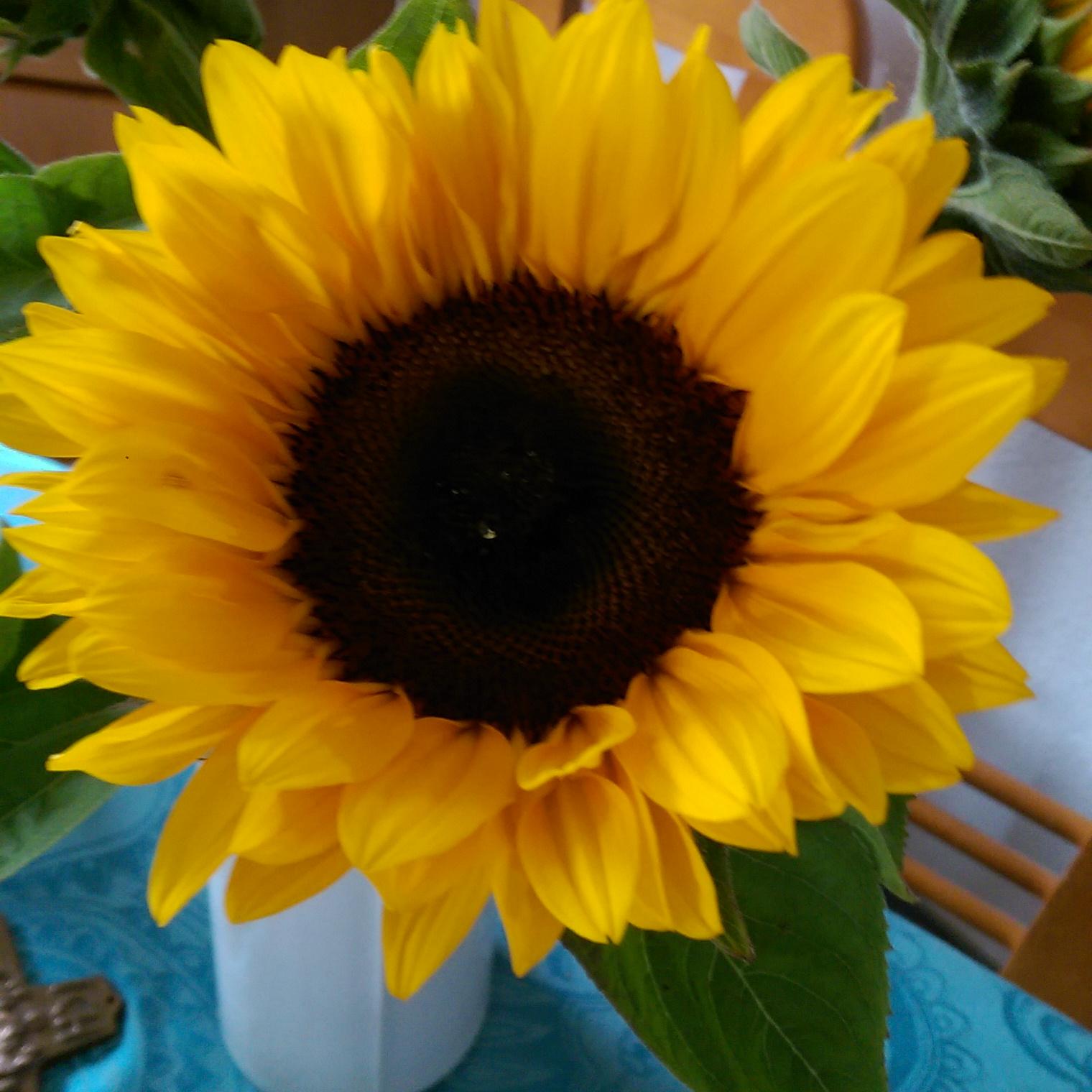 Sonnenblume