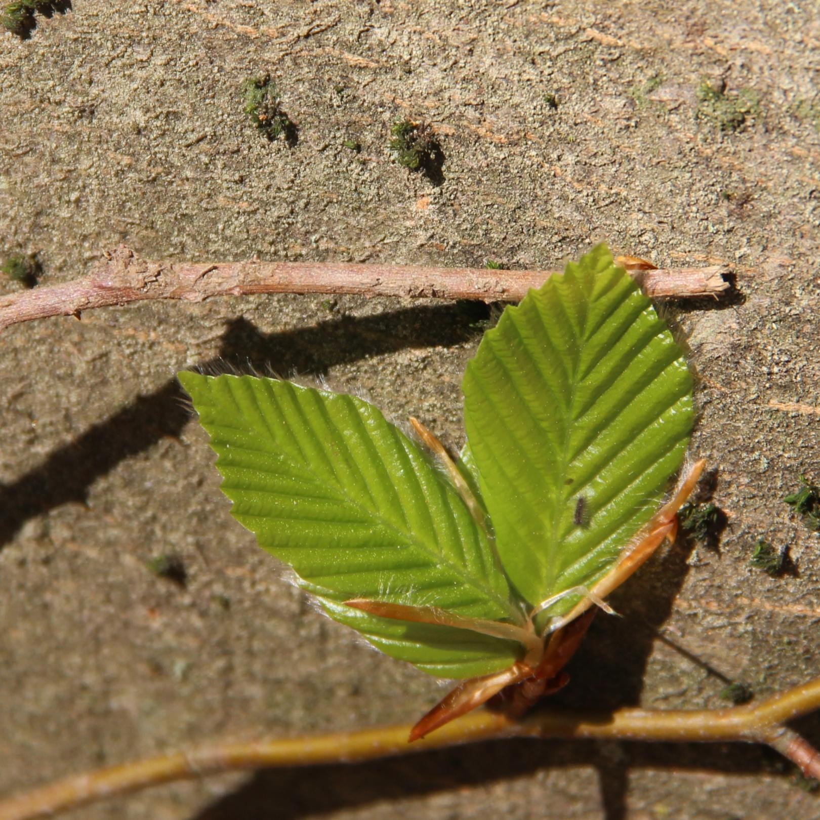 Was tun, bis der Frühling da ist?   (Vor-)Lesen!!