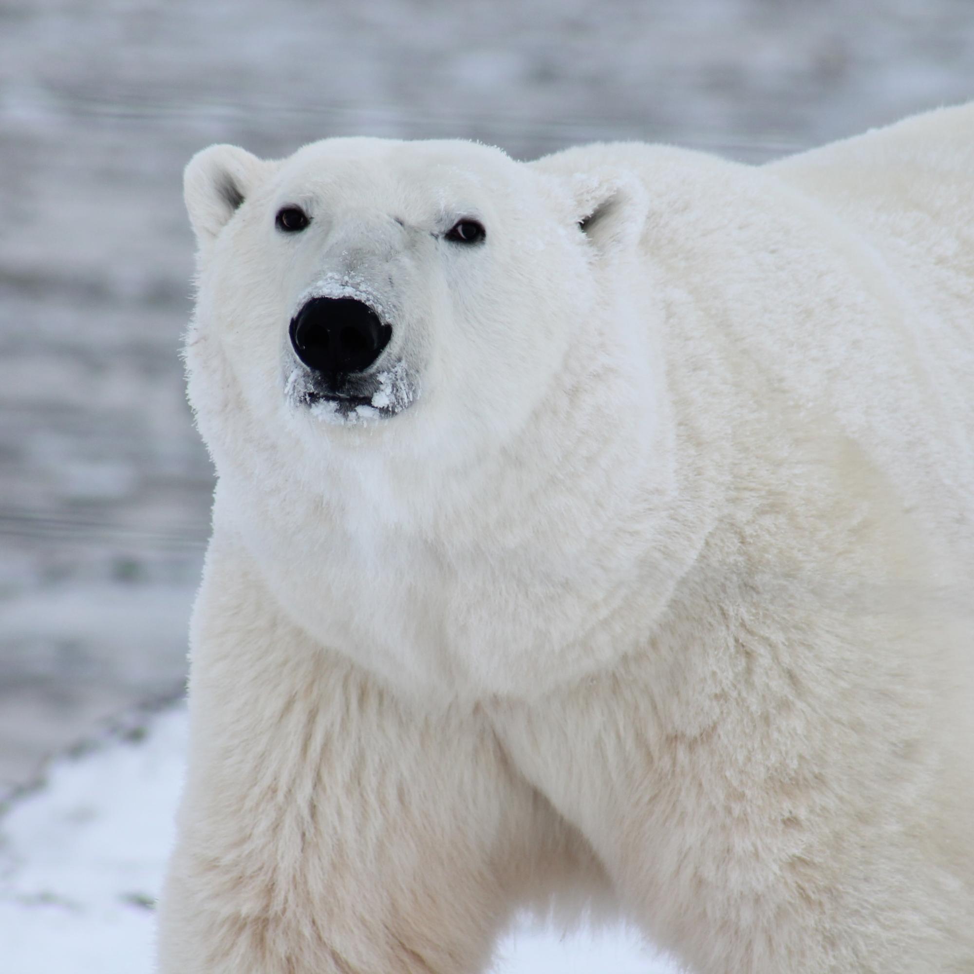 Eisbär_4272x2848