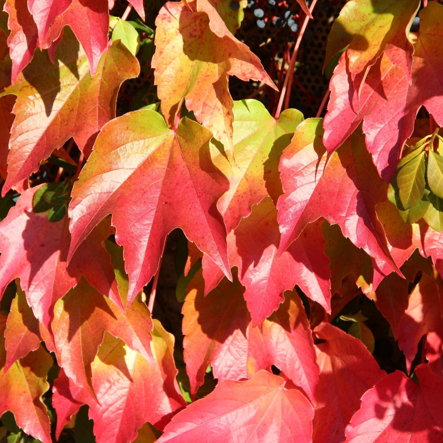 Schon wieder Herbst? Zeit zum Lesen oder Vorlesen