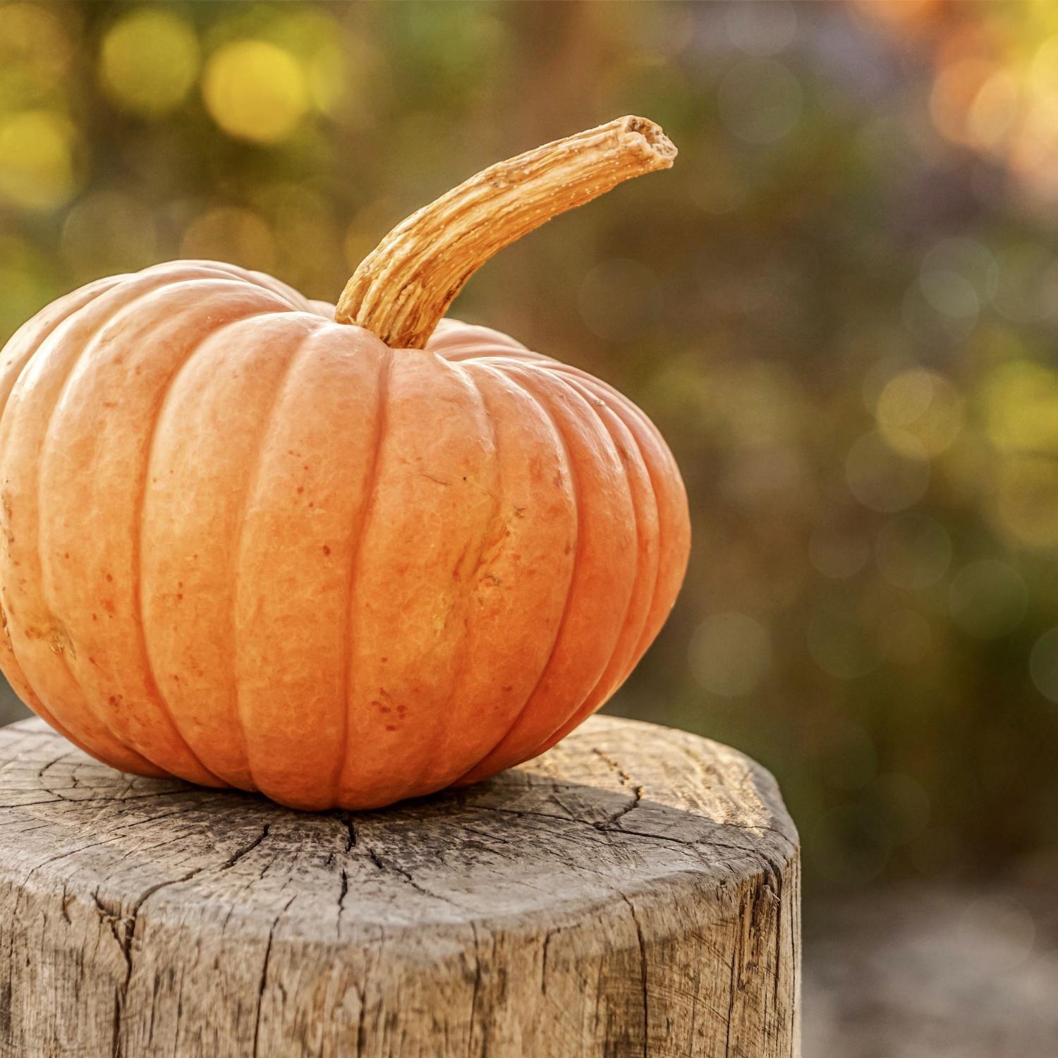 Schon wieder Herbst? Zeit zum Lesen oder Vorlesen