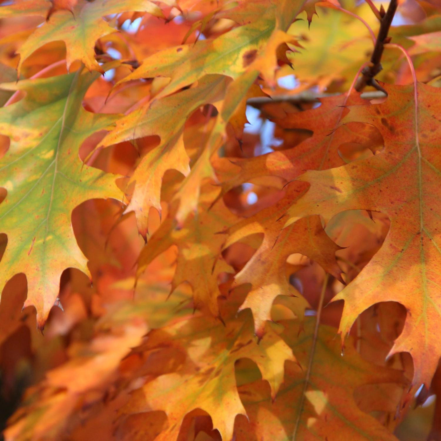 Schon wieder Herbst? Zeit zum Lesen oder Vorlesen