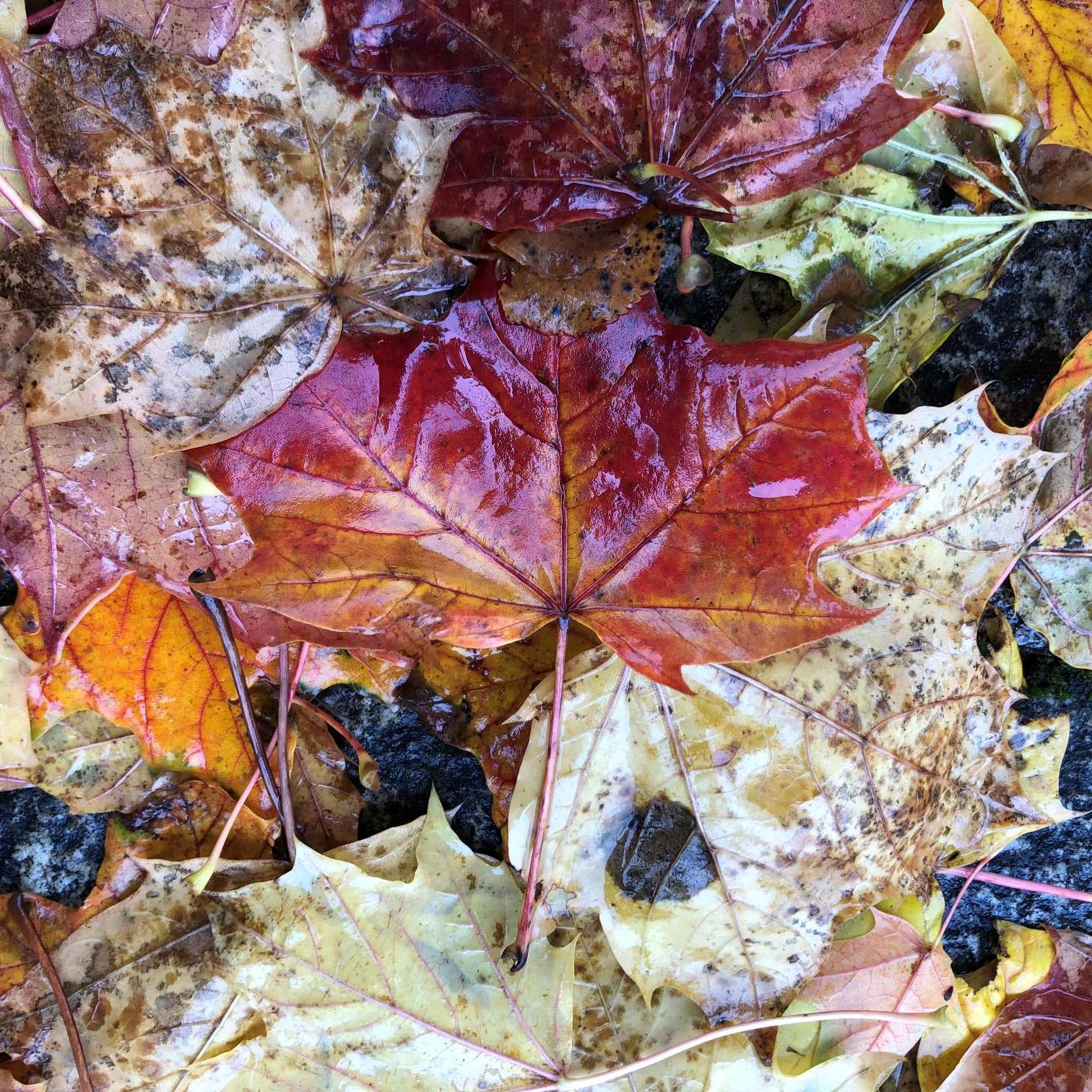 Schon wieder Herbst? Zeit zum Lesen oder Vorlesen