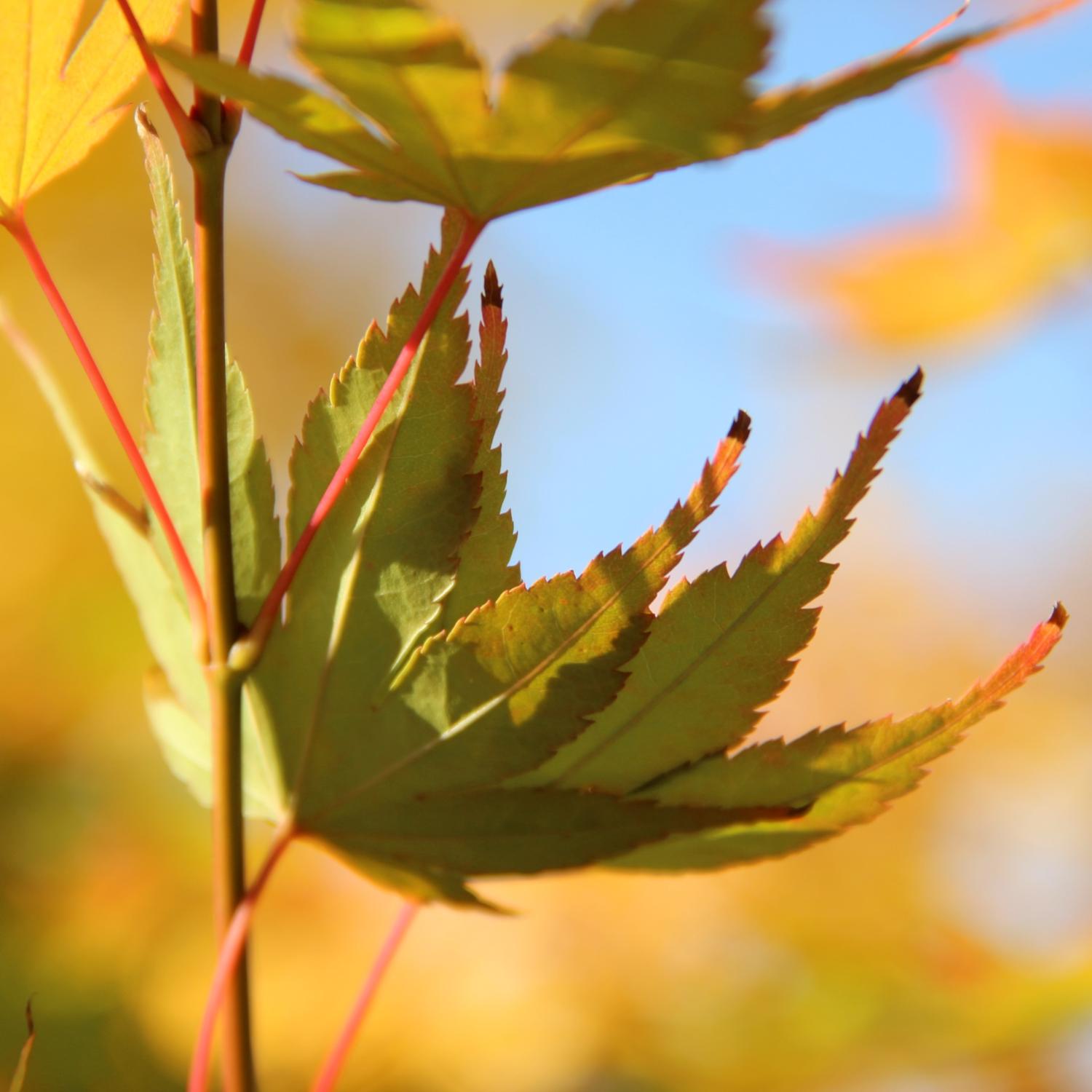 Schon wieder Herbst? Zeit zum Lesen oder Vorlesen