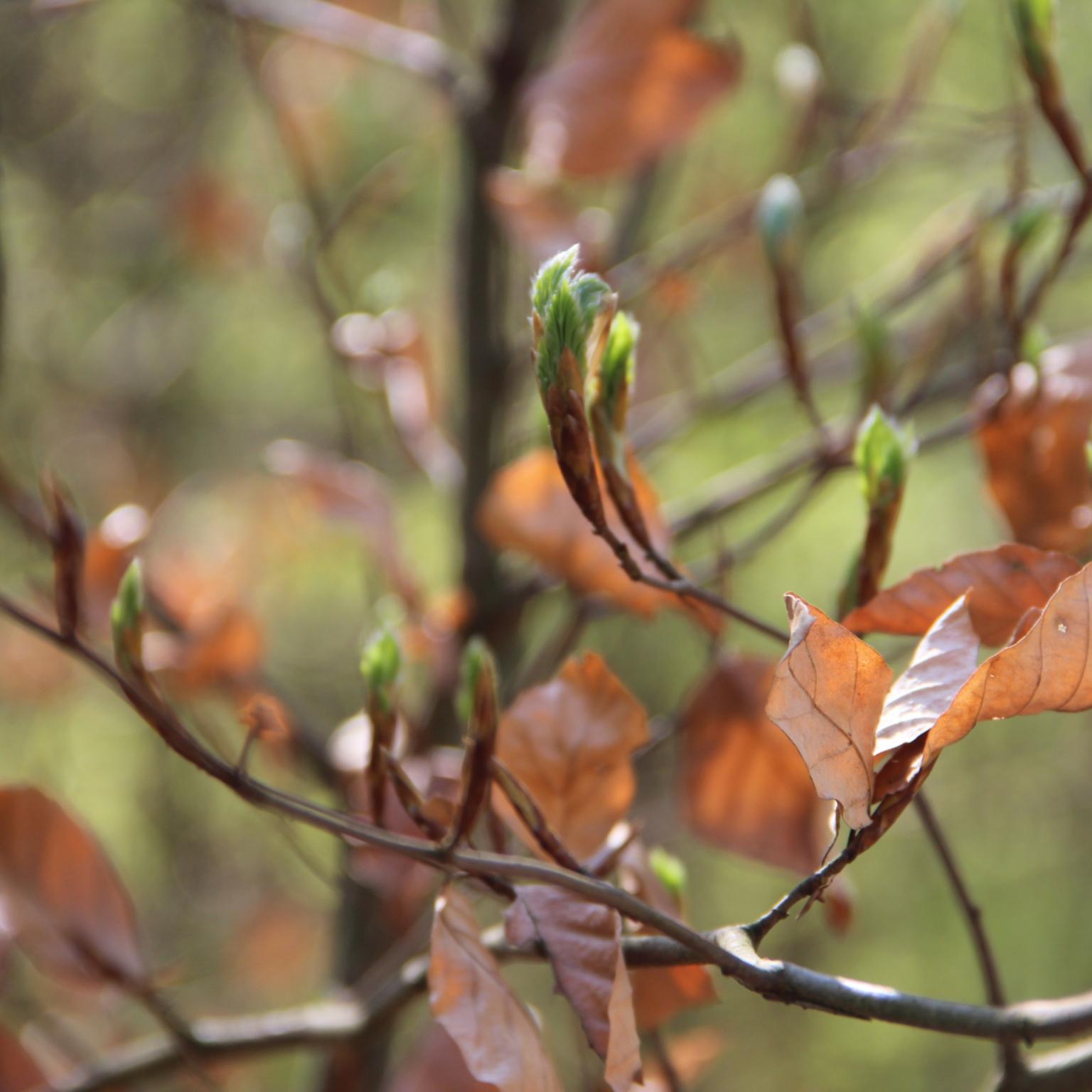 Was tun, bis der Frühling da ist?   (Vor-)Lesen!!