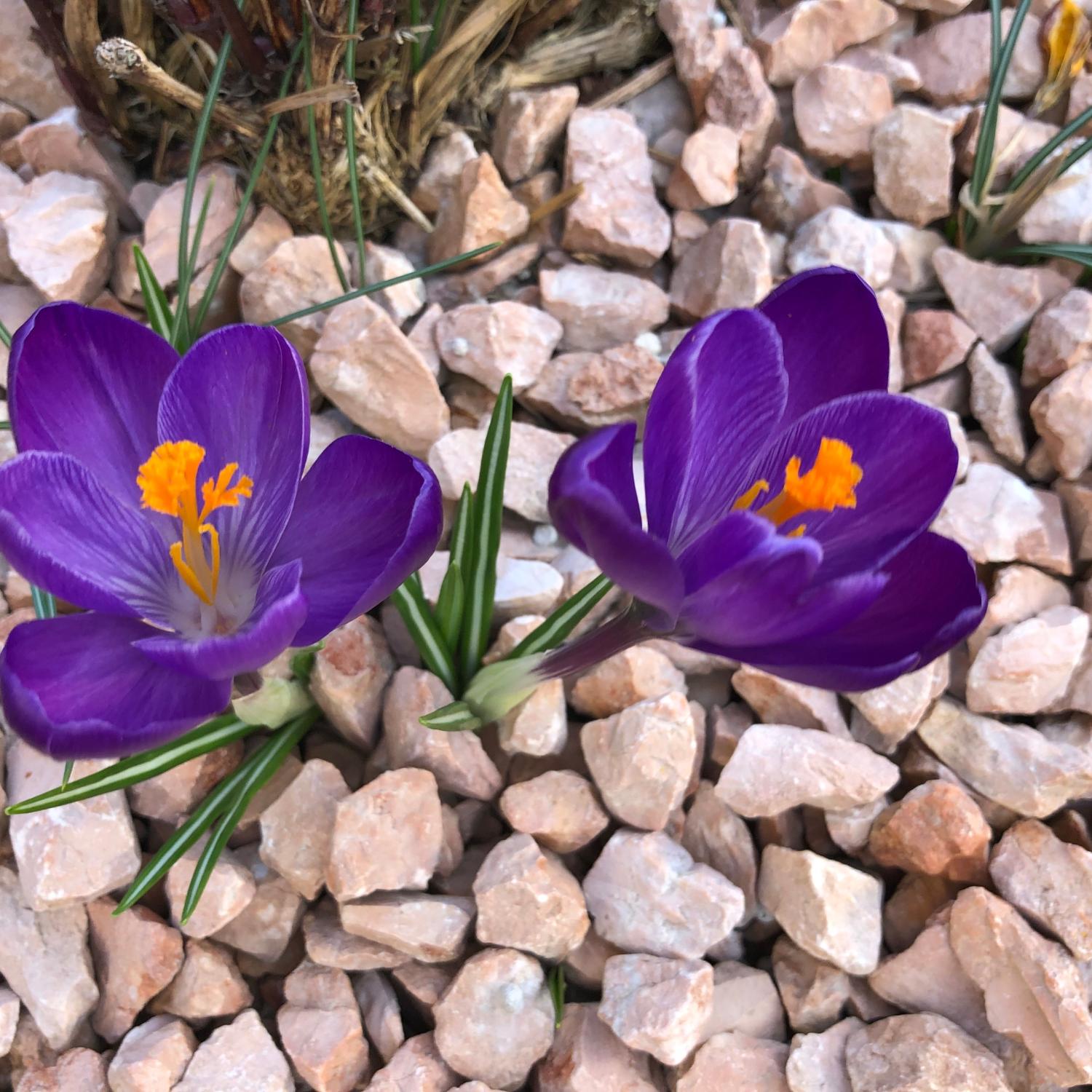 Was tun, bis der Frühling da ist?   (Vor-)Lesen!!