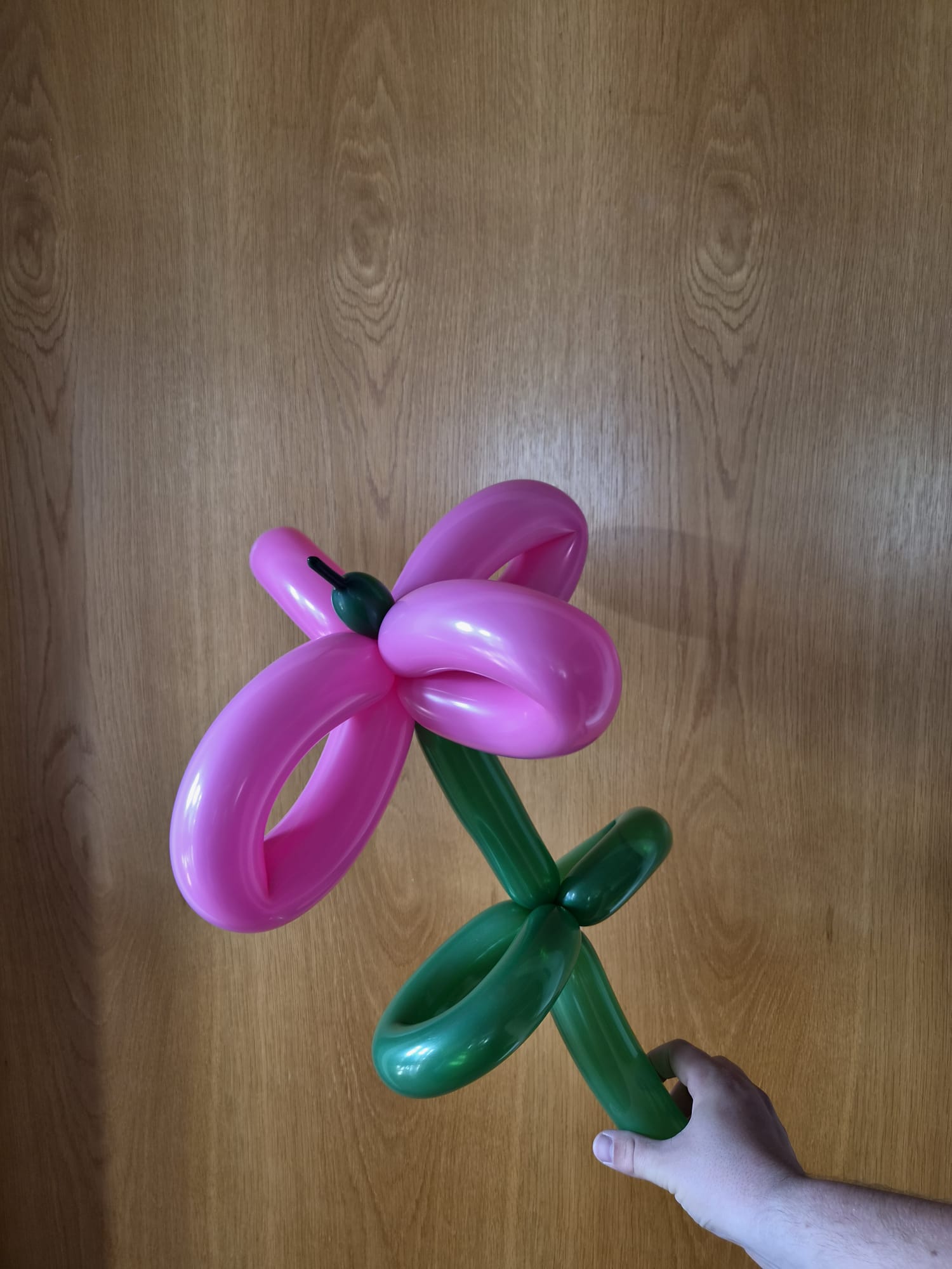 Blume Ballonblume