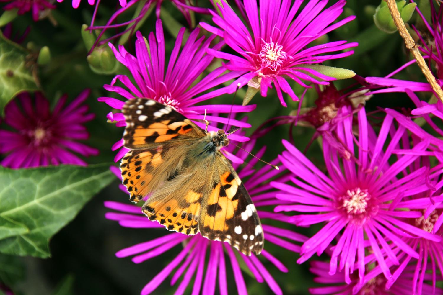Schmetterling auf Blüte (c) P.W. Pfarrbriefservice