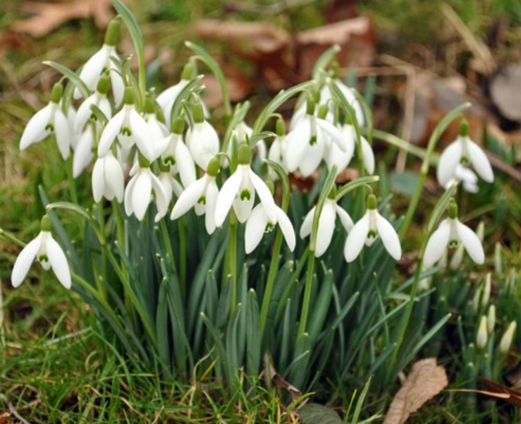 Frühling (c) Bücherei Zornheim