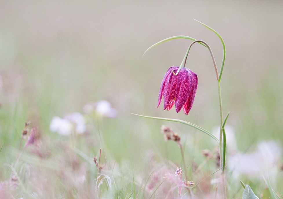 Titelbild Netzwerk Trauer Mainz
