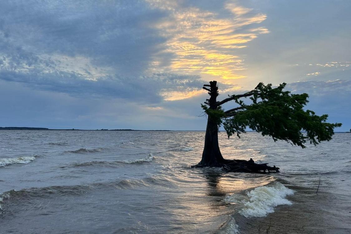 Baum im Meer
