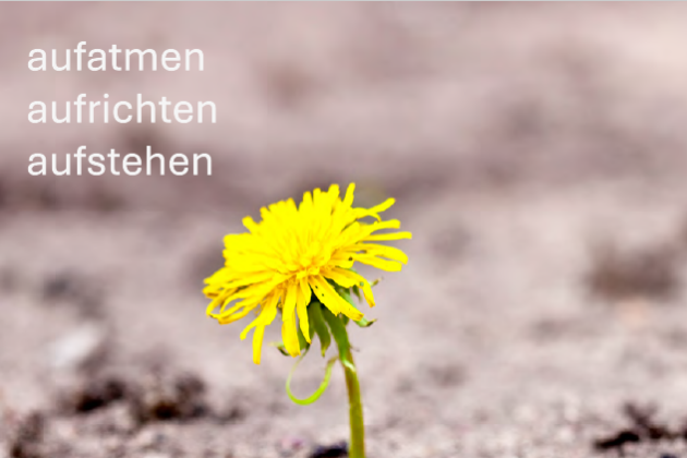 Bild Löwenzahnblüte wächst aus trockener Erde hervor